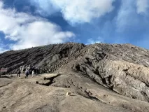D2-2-Bromo-horse-01