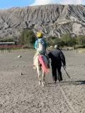 D2-2-Bromo-horse-05