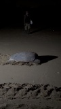 再見，海龜媽媽