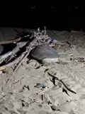 海龜走錯路了